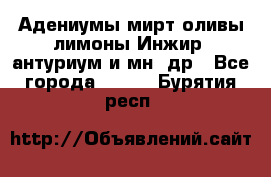 Адениумы,мирт,оливы,лимоны,Инжир, антуриум и мн .др - Все города  »    . Бурятия респ.